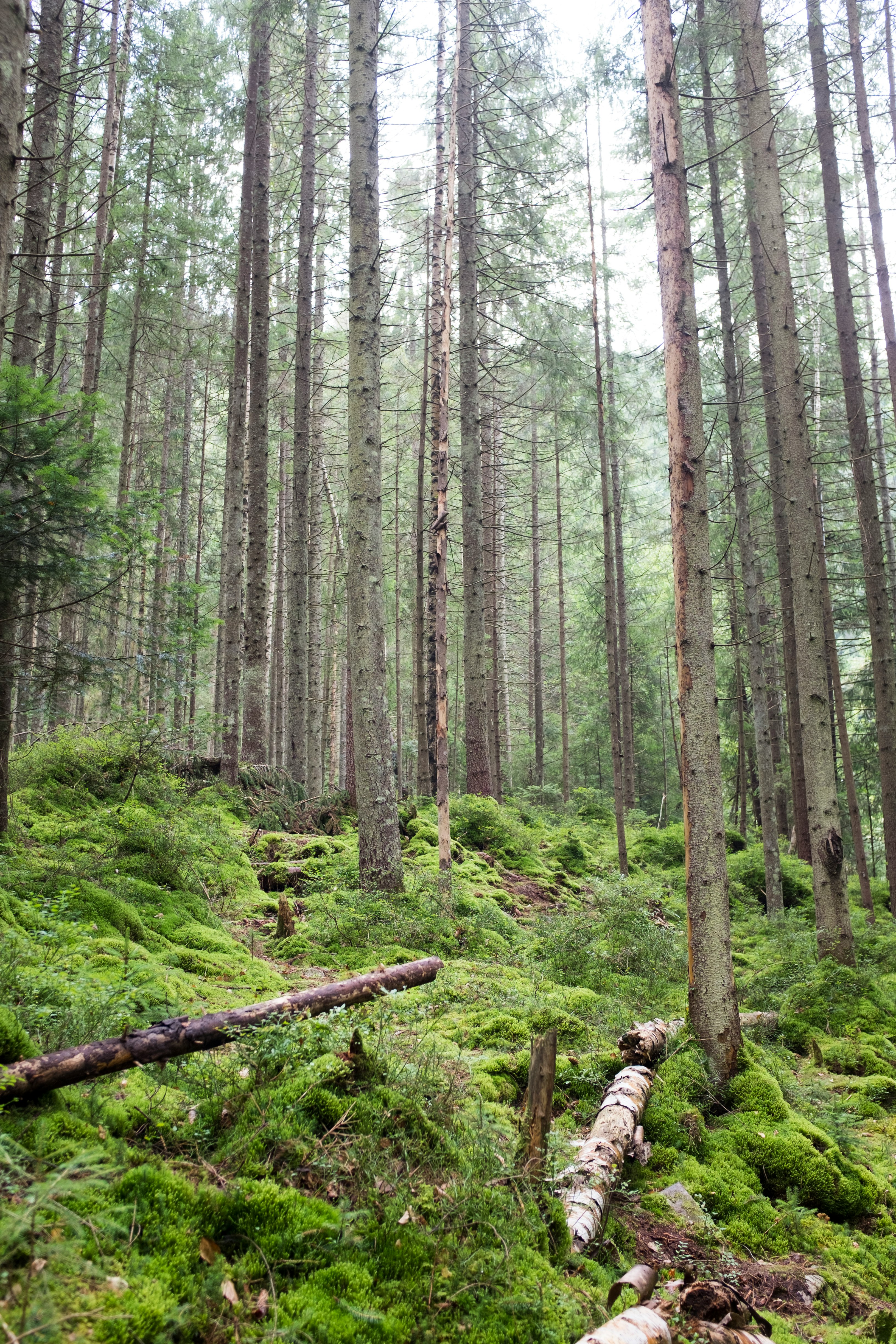 green-leafed trees